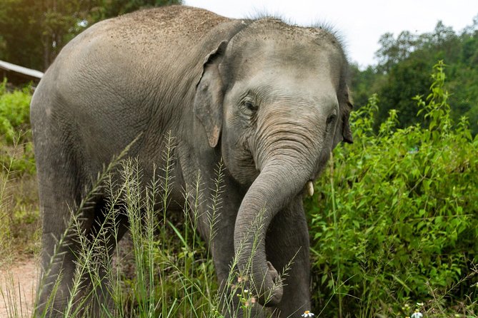 Half Day Visit Elephant Sanctuary in Samui - Cancellation Policy for the Elephant Sanctuary Visit
