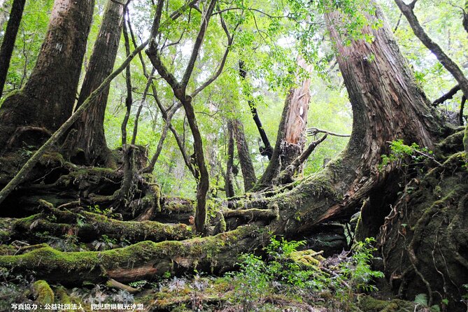 Half Day Walking Tour in Yakusugi Land - Tour Details