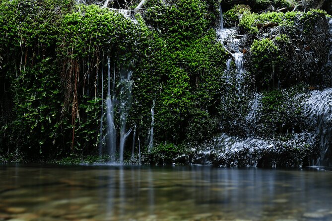 Half Day Walking Tour in Yakusugi Land - Inclusions