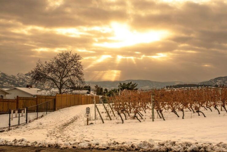 Half-Day West Kelowna Wine Tour - Tour Logistics