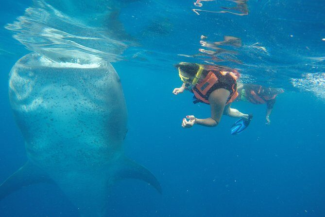 Half Day Whale Shark Tour From Playa del Carmen - What to Expect from the Itinerary