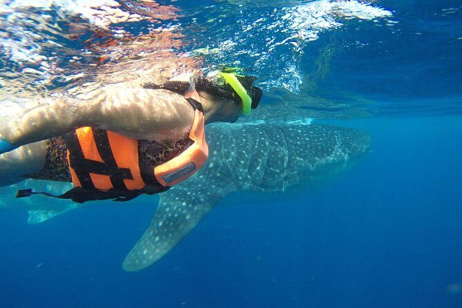 Half Day Whale Shark Tour From Playa del Carmen - The Sum Up