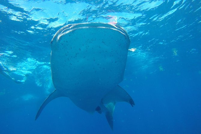 Half Day Whale Shark Tour From Playa Del Carmen - Traveler Reviews and Ratings