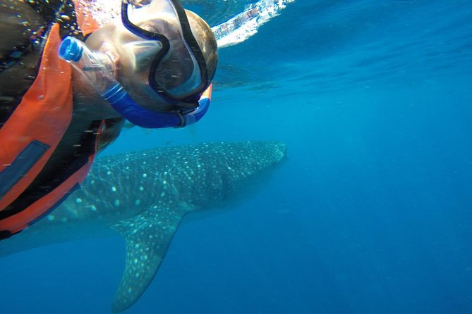 Half Day Whale Shark Tour From Playa Del Carmen - Additional Resources and Help Center