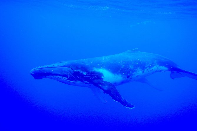 Half-Day Whale Watching and Swimming Tour, Moorea - The Sum Up