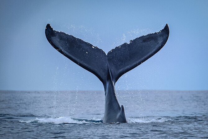 Half Day Whale Watching in a Small Shared Group - Why Choose This Whale Watching Tour?