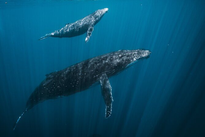 Half Day Whale Watching in a Small Shared Group - The Value of the Experience