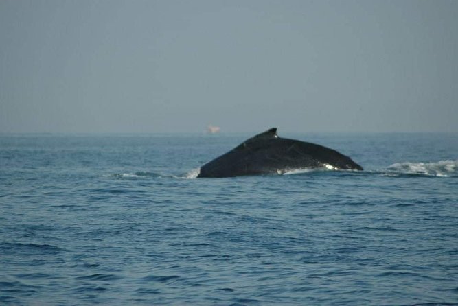 Half Day Whale Watching in Puerto Vallarta - Unforgettable Mating Songs of Humpback Whales
