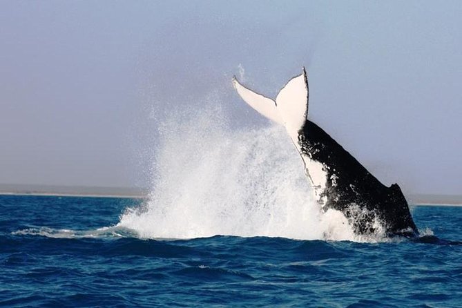 Half-Day Whale Watching Sunset Cruise From Broome - Whale Watching Cruise Details