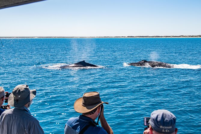 Half-Day Whale Watching Sunset Cruise From Broome - Common Questions