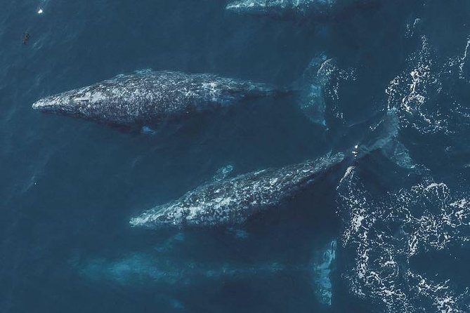 Half-Day Whale Watching Tour From Monterey - Traveler Reviews and Ratings