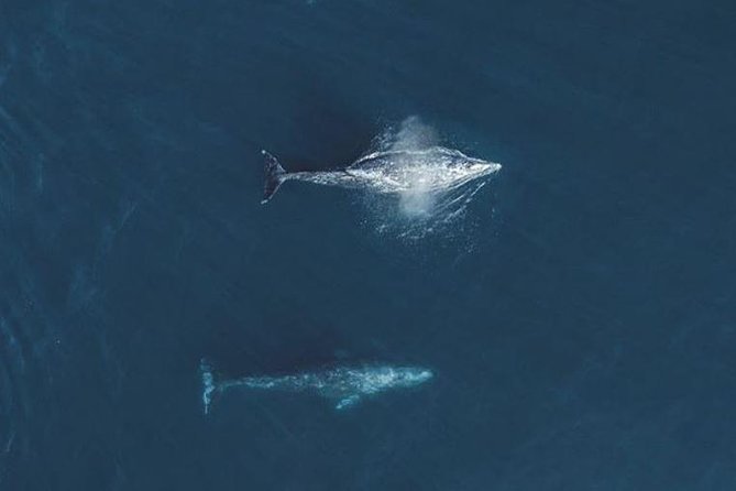 Half-Day Whale Watching Tour From Monterey - Knowledgeable and Informative Crew