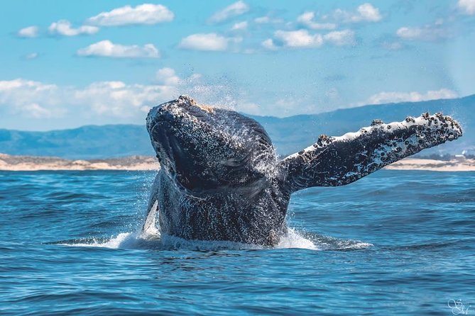Half-Day Whale Watching Tour From Monterey - Abundance of Marine Life