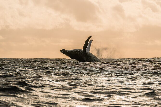 Half day whale watching | Without launch - In-Depth Look at the Experience