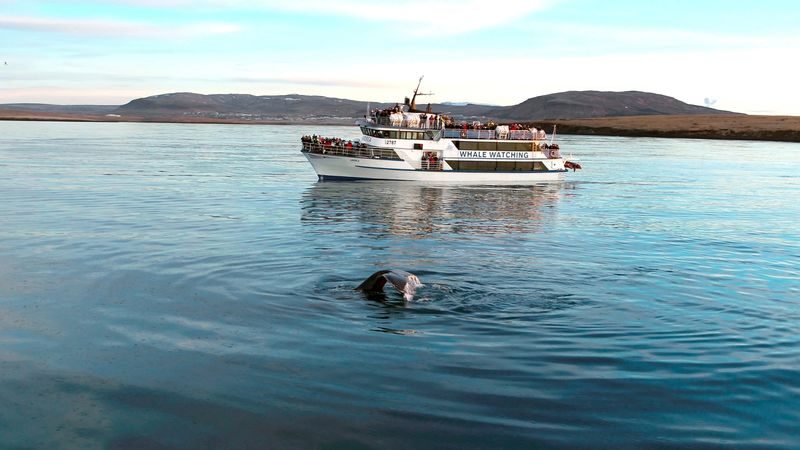 Half-Day Whales and Puffins Cruise Combo Tour in Reykjavik - Two cruises, one Reykjavik harbor