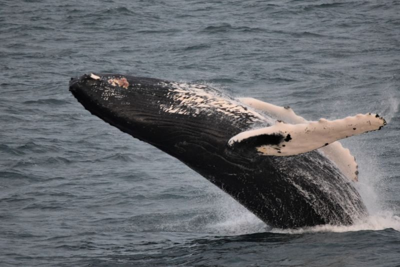 Half-Day Whales and Puffins Cruise Combo Tour in Reykjavik - Choosing the 09:00, 10:00, or 12:30 departure