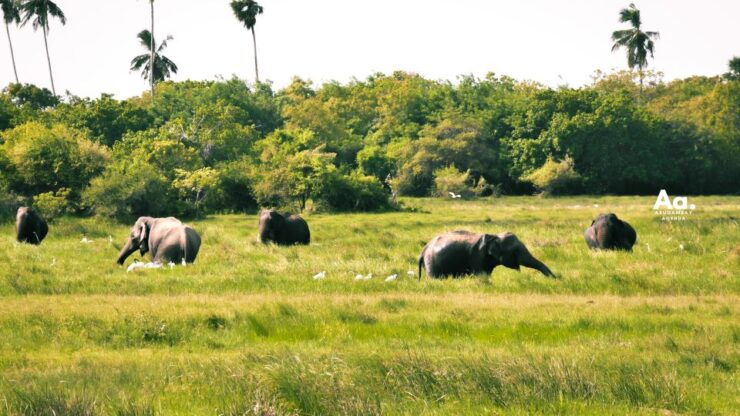 Half-Day Wild Safari in Kumana National Park - Free Cancellation and Flexible Travel Plans