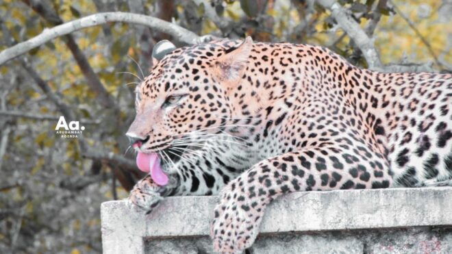 Half-Day Wild Safari in Kumana National Park - Paradise for Birdwatchers With Over 255 Bird Species
