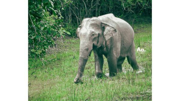 Half-Day Wild Safari in Kumana National Park - Capturing Stunning Wildlife Sightings and Landscapes