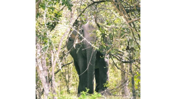 Half-Day Wild Safari in Kumana National Park - Immerse in the Captivating Wilderness of Kumana National Park