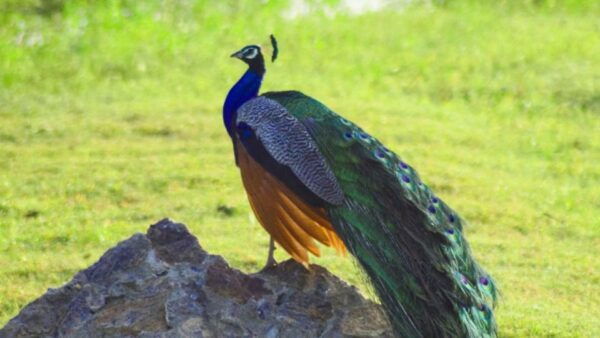 Half-Day Wild Safari in Kumana National Park - The Sum Up
