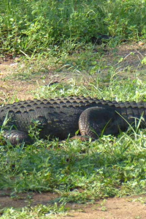 Half-Day Wild Safari in Udawalawa National Park - Good To Know