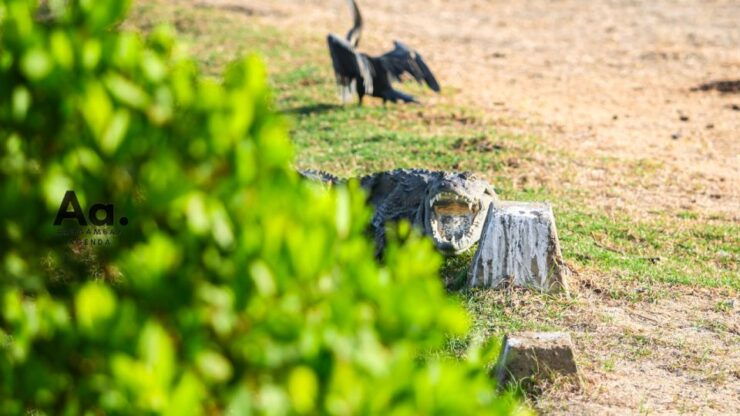 Half-Day Wild Safari in Yala National Park - Duration and Availability