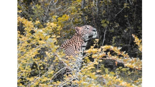 Half-Day Wild Safari in Yala National Park - Safari Experience
