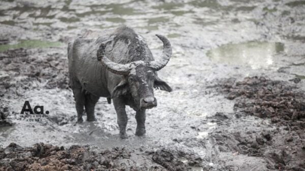 Half-Day Wild Safari in Yala National Park - The Sum Up