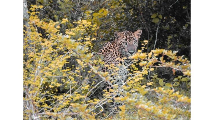 Half-Day Wild Safari in Yala National Park - Tailored Morning or Evening Sessions