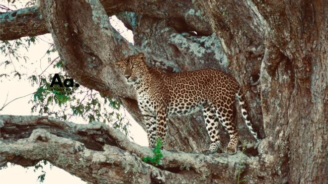 Half-Day Wild Safari in Yala National Park - 6-Hour Safari Duration With English Instructor