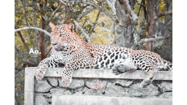 Half-Day Wild Safari in Yala National Park - Diverse Landscapes: Forests to Plains