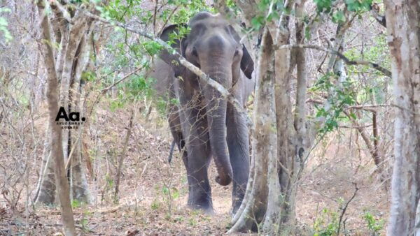 Half-Day Wild Safari in Yala National Park - Wildlife: Leopards, Elephants, and More