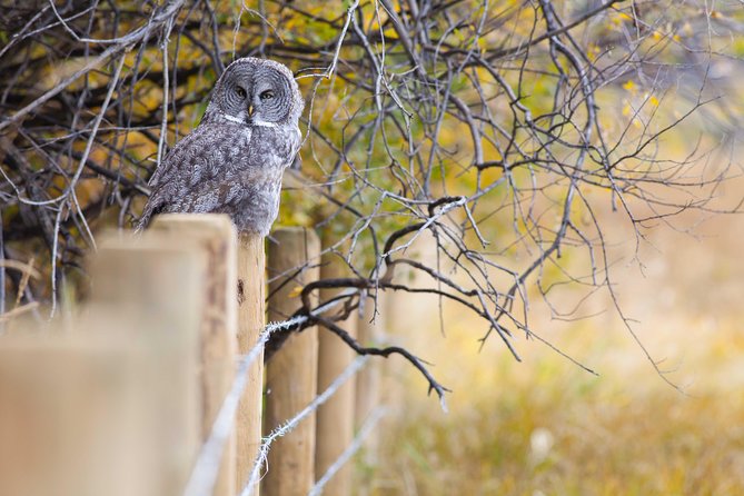Half-Day Wildlife Safari Tour in Grand Teton National Park - Hotel Pickup and Drop-off Information
