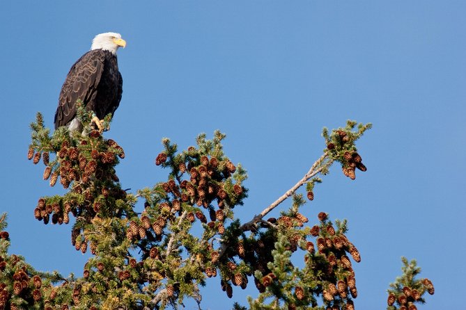 Half-Day Wildlife Safari Tour in Grand Teton National Park - Cancellation Policy and Refund Options