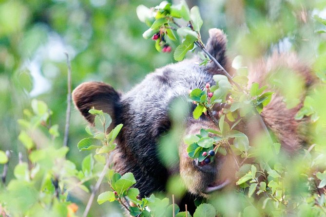 Half-Day Wildlife Safari Tour in Grand Teton National Park - Important Directions and Navigation Tips