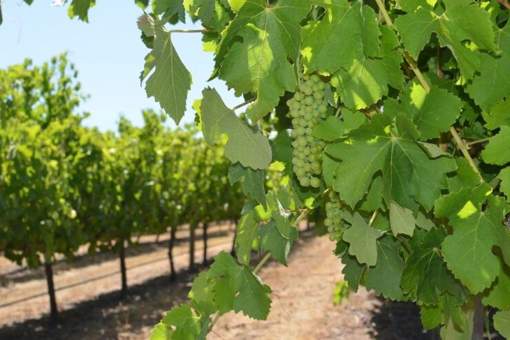 Half Day Wine and Sights Discovery Tour Busselton - Tour Experience