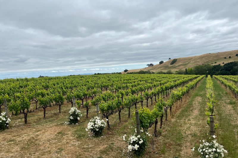 Half-Day Wine Tasting Tour from San Francisco - Crossing the bridge and leaving the city