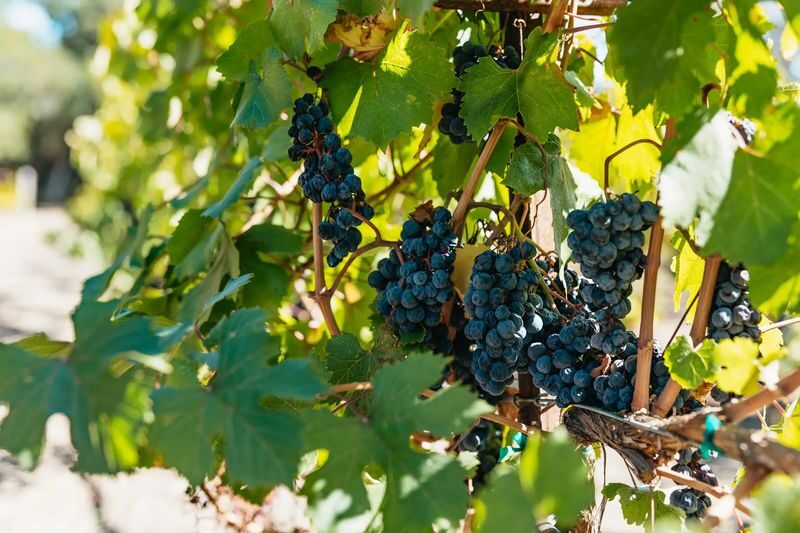 Half-Day Wine Tasting Tour from San Francisco - How much wine country fits into five hours?