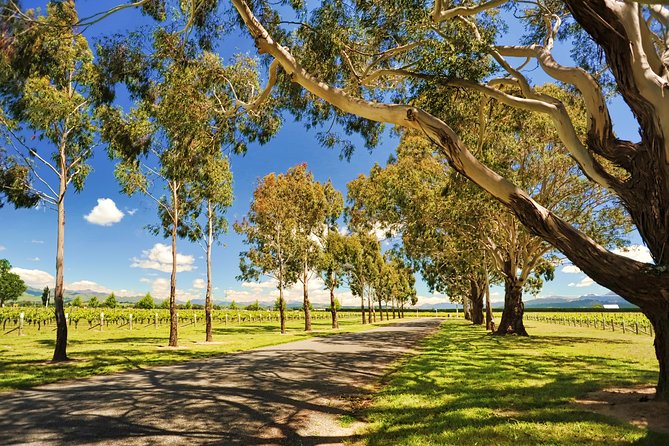 Half-Day Wine Tour From Blenheim - Wine History and Terroir