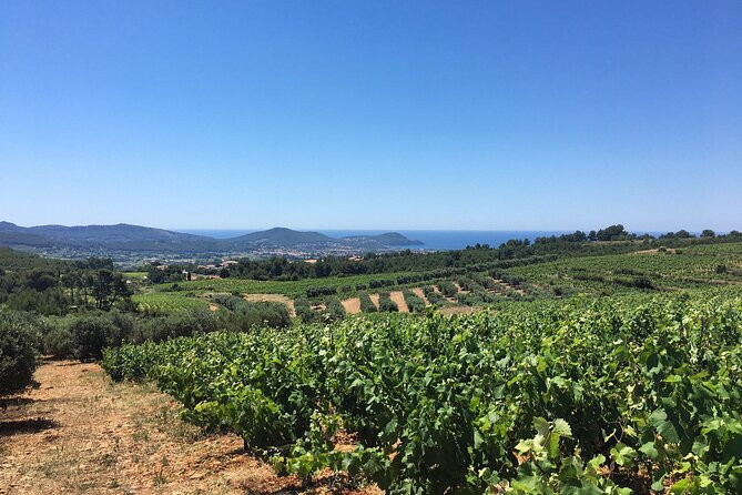 Half Day Wine Tour in Bandol & Cassis From Aix En Provence - Tour Schedule