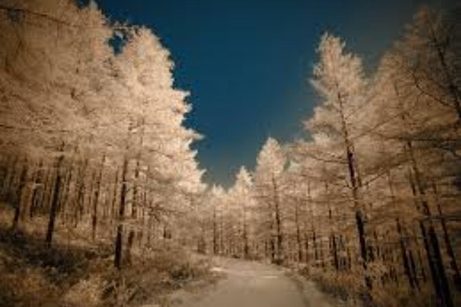 Half Day Winter Ski Adventure in Sapporo - Ski Lessons for Beginners