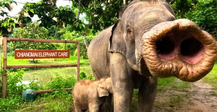 Half-Day With CHIANGMAI ELEPHANT CARE Program (12pm-5pm.) - Itinerary Details