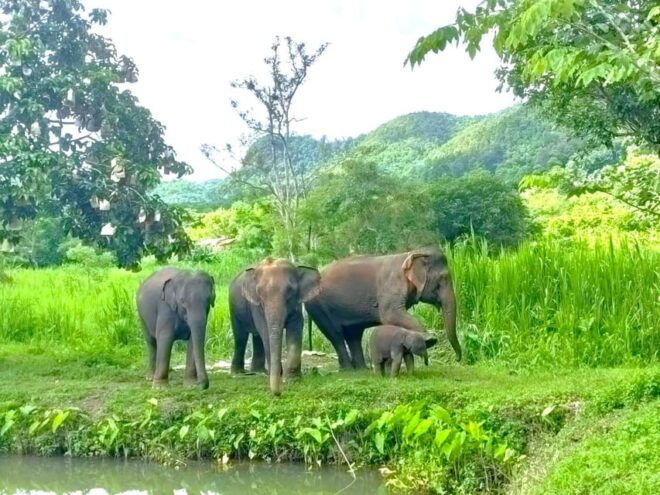 Half-Day With CHIANGMAI ELEPHANT CARE Program (12pm-5pm.) - Included Features