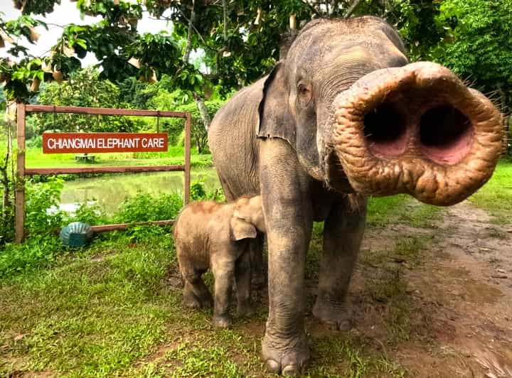 Half-Day With CHIANGMAI ELEPHANT CARE Program (12pm-6pm.) - Itinerary and Schedule Details