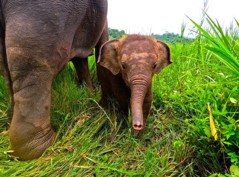 Half-Day With CHIANGMAI ELEPHANT CARE Program (12pm-6pm.) - Hands-On Elephant Interactions