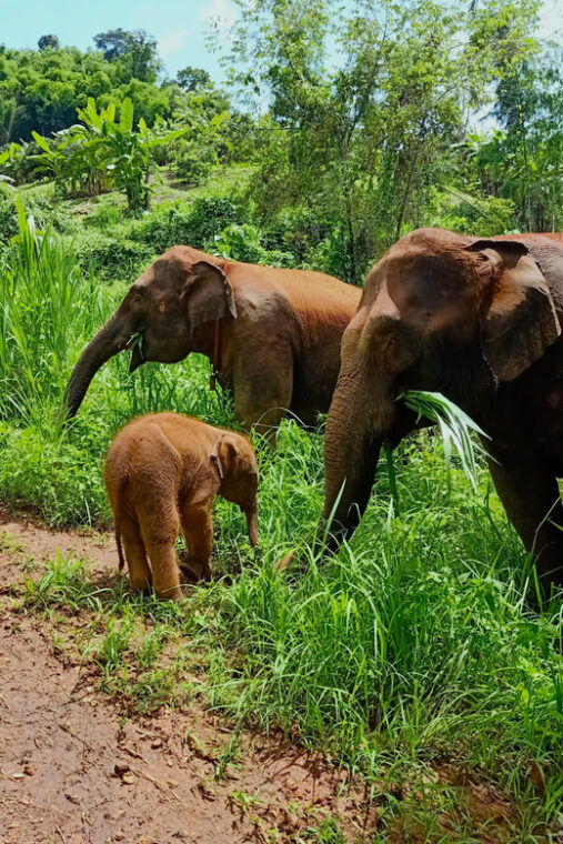 Half-Day With CHIANGMAI ELEPHANT CARE Program (12pm-6pm.) - Educational Aspects of the Experience