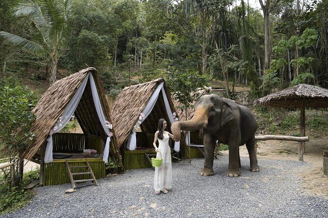 Half day with Elephants at Patong Elephant Hug No ride No trick - How the Tour is Managed