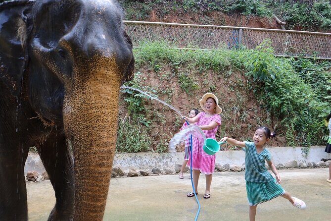 Half day with Elephants at Patong Elephant Hug No ride No trick - Authentic Feedback from Reviewers