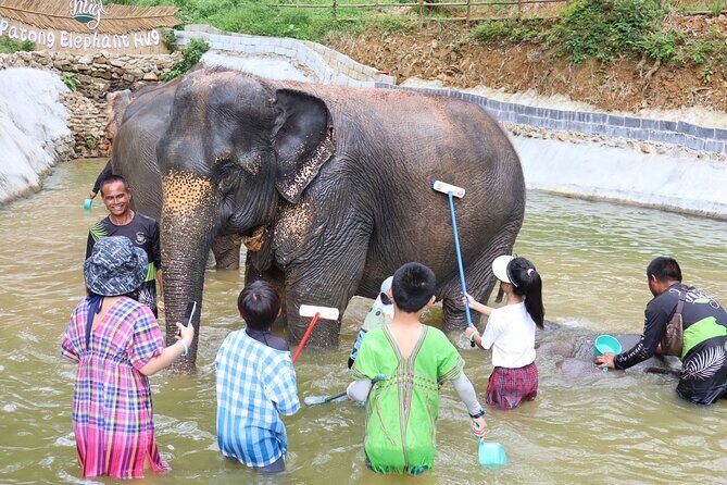 Half day with Elephants at Patong Elephant Hug No ride No trick - The Sum Up: Is This Tour for You?